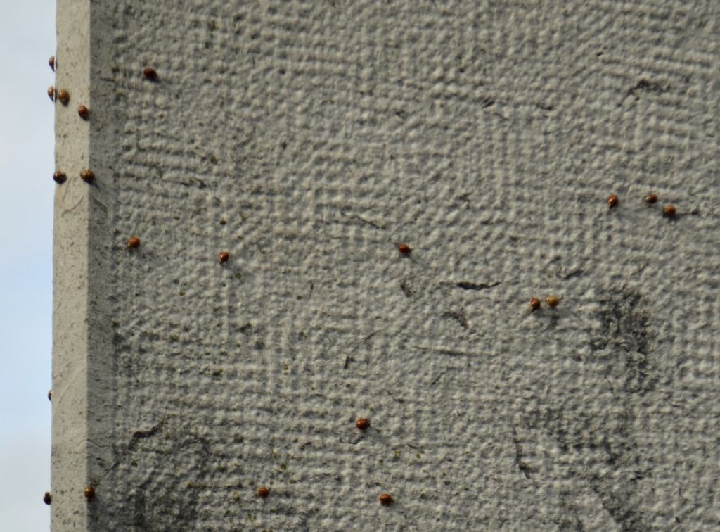 Pullulazione di coccinelle